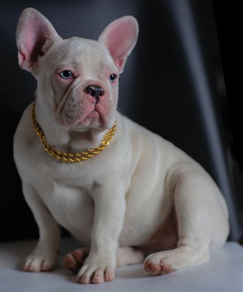  Platinum French bulldog: A platinum frenchie is any rare colored french bulldog covered in cream