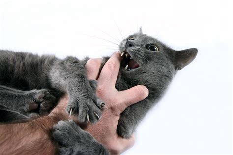  Play Aggression Young cats and kittens often display a form of aggression when they are playing
