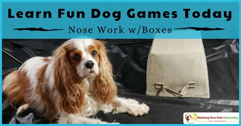  Play Nose Games Your dog cannot work out its paws, but it can work out the nose! Dogs have an excellent sense of smell, but they require practice to use scent instead of visual cues to find objects