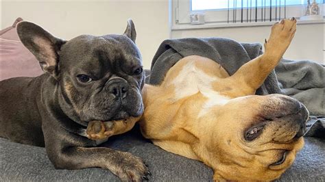  Playful and eager to please, Frenchies live to be around their favorite people