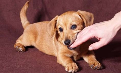  Playing Dogs will instinctively bite and nip when they play with littermates as puppies