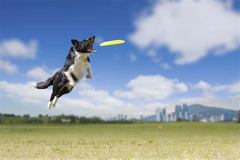  Playing frisbee, hiking, swimming, training for dog sports, and more can all be fun things to try with your dog