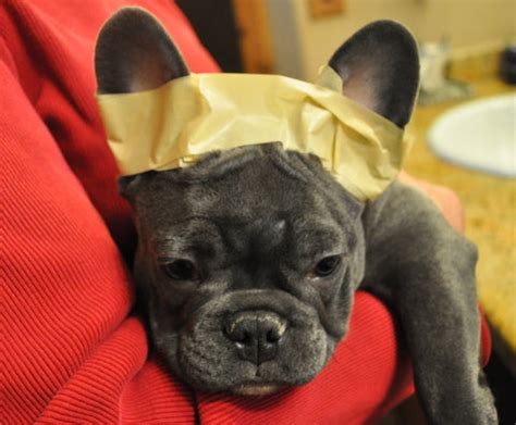  Playing with dog food and masking tape while your Frenchie is still a young puppy can cause serious problems later on