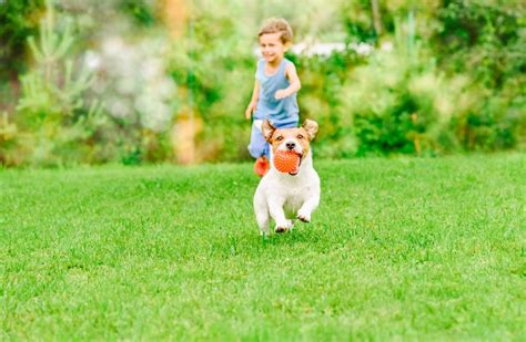  Playing with other dogs or with their parents is one of their favorite activities as well, They will be just as happy with you in the car or lying on the couch, but it will be up to you to create healthy and active habits for them