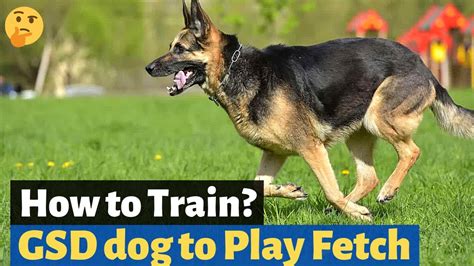  Playtime at home: Play games with your German Shepherd at home, such as fetch or hide-and-seek