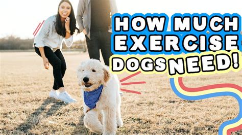  Please allow at least 2 hours minimum before your dog exercises after a meal