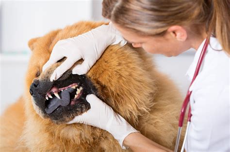  Please consult with your veterinarian if your dog is suffering from any troubling symptoms