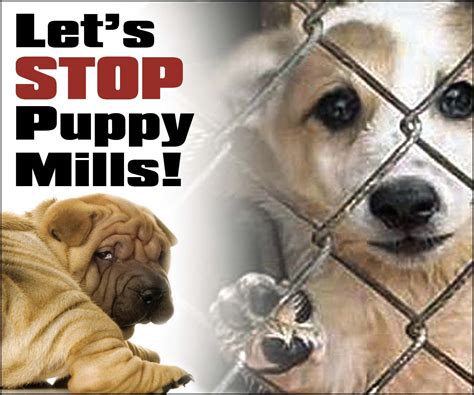  Please define the term "puppy mill"