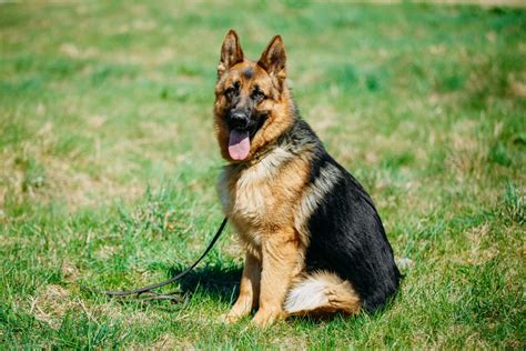  Please do consider all the things as German Shepherd cost in Ottawa will depend on all those fact or points