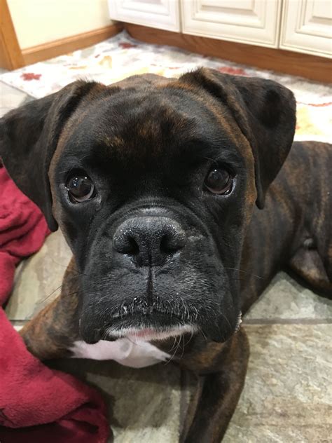  Please enjoy our home on the web where you will find a parade of wonderful examples of the boxer breed! We take great pride in producing the best quality boxer puppies Europe has to offer right here in the United States! Strictly European Boxers where quality, health, and