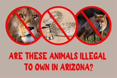  Please keep in mind that these animals are illegal to own in certain areas, so please research carefully to avoid any heartbreak should you not be able to keep them legally
