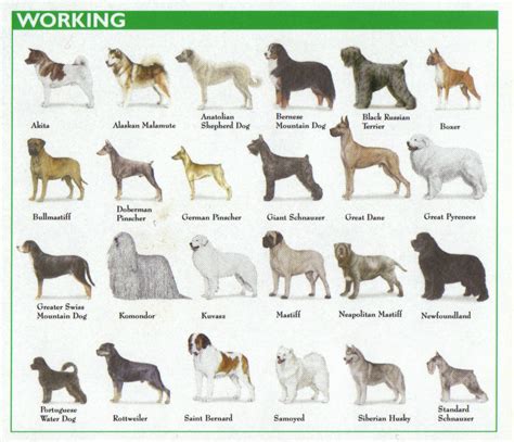  Please remember that each of these breeds was designed to work outdoors all day long