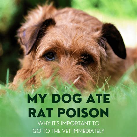  Poison or foreign body — If you know or suspect your nauseated dog has ingested a poisonous substance or a foreign body, they must be evaluated by a veterinarian