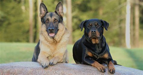  Police forces and the military often use the German shepherd rottweiler mix due to their intelligent, easily trainable nature; this nature also makes them a good choice for service dog duties