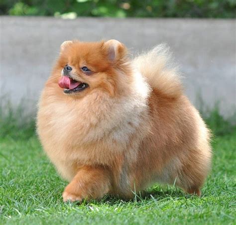  Pomeranian Pomeranians are one of the more popular small and fluffy dog breeds out there