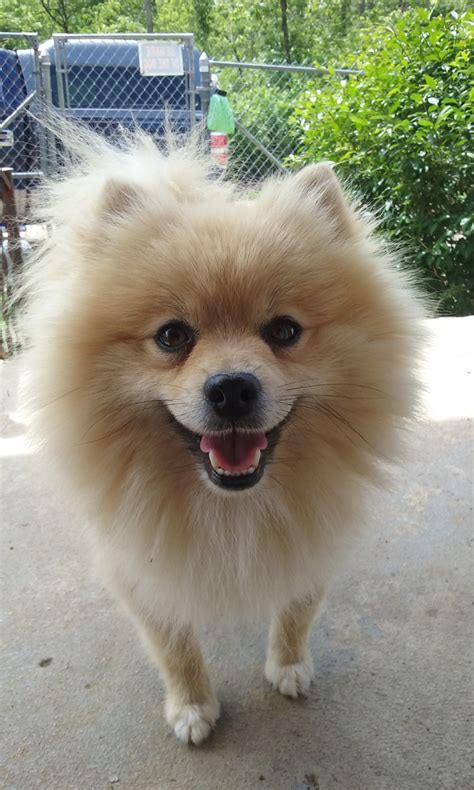  Pomeranian Puppies for Sale in OH