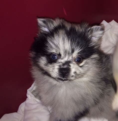  Pomeranian puppies are as calm, cuddly and affectionate as they are active, playful and independent