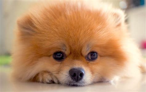  Pomeranians are known for their extroverted personalities and vibrant double coats