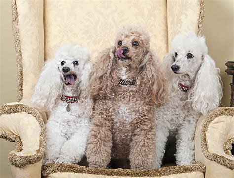  Poodle Colors March 18, Poodles come in all shapes, sizes, and colors, to the point that the terminology can become quite bewildering