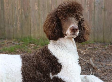  Poodle History While there are a lot of theories regarding the true origin of poodles, the most acceptable is that they hail from Germany