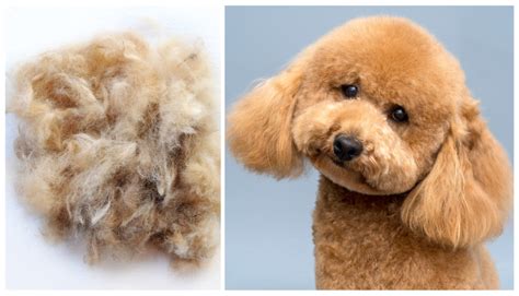  Poodle hair sheds very little