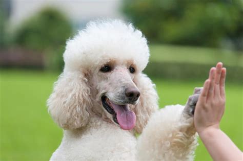  Poodles are also highly trainable and excel in obedience, agility, and other canine sports