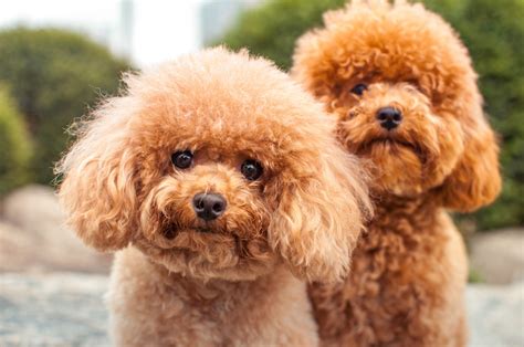  Poodles are one of the most popular choices for crossing purebred dogs because of their low- to no-shedding coat, which is more manageable than traditional dog fur