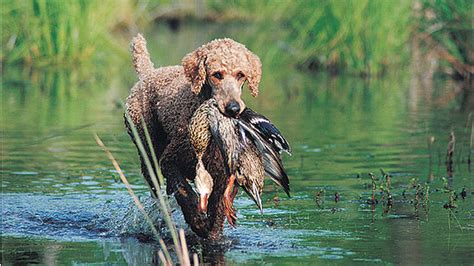  Poodles are originally bred as duck hunting retriever animals