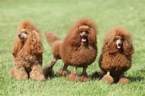 Poodles became popular in France in the 18th century, and they were often kept by aristocrats as lapdogs