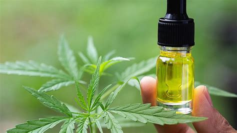  Poor quality CBD may have low absorption