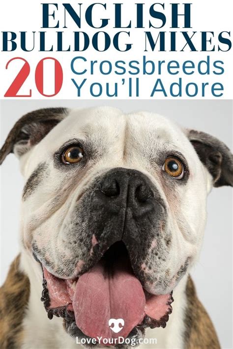  Popular Bulldog crossbreeds include: