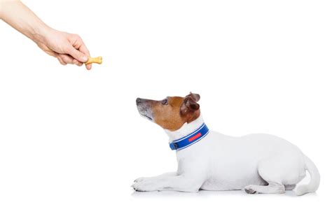  Positive reinforcement such as rewards and praises are highly recommended in training your pet