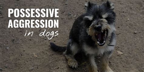  Possessive aggression or resource guarding Dogs tend to guard items they believe are essential for their survival, such as food, bones, or even toys