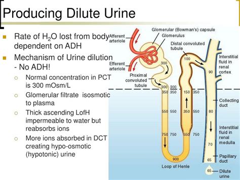  Possible causes of diluted urine include the following