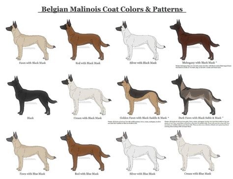  Possible coat colors include black, white, cream, sable, brindle, brown, red, and fawn