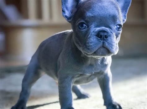  Post Views: 1, As with any breed, French bulldogs are predisposed to getting certain diseases