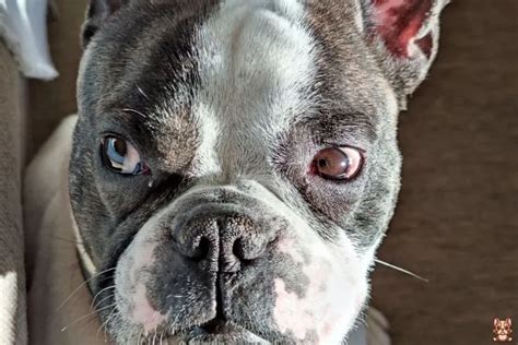  Potential Allergies and Sensitivities in French Bulldogs French Bulldogs may be prone to allergies and sensitivities , making it important to research the ingredients in their food and consult a vet if necessary