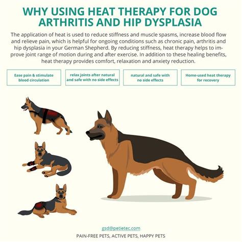  Potential health concerns to be aware of in a German Shepherd include hip dysplasia, elbow dysplasia , and degenerative myelopathy