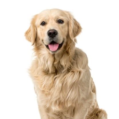  Potential health concerns to be aware of in a Golden Retriever include progressive retinal atrophy, cataracts, elbow dysplasia , and hip dysplasia