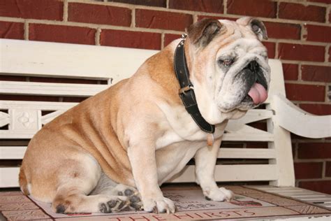  Potential owners should be prepared for the cost associated with treating English Bulldog health problems