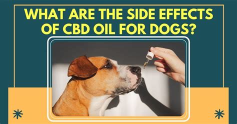  Potential side effects of CBD oil for dogs The most common side effects from CBD observed in dogs are gastrointestinal changes, such as mild diarrhea and reddening around the ears