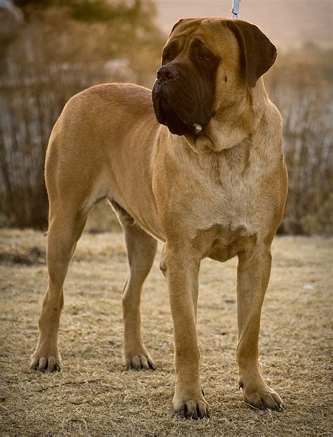  Powerful, loyal, massive guard dogs