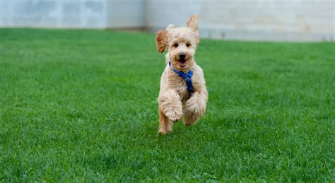  Practice your Poodle to Socialize Once the eight weeks it spends with its mother has passed, you can then work on socializing the poodle with other dogs and members of your family