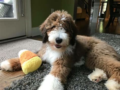  Premier Bernedoodles love to be with the family and do not do well in enviroments of isolation