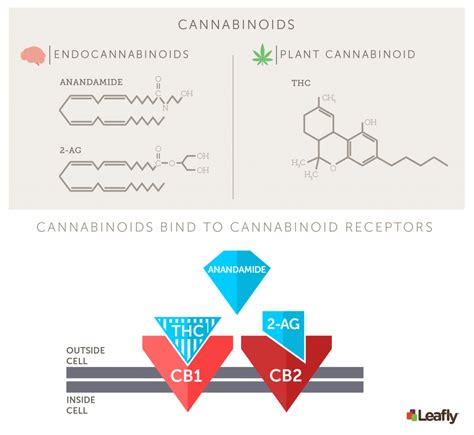  Pretty cool, right?!? The body produces an endocannabinoid called Anandamide that binds to the CB1 receptor and an endocannabinoid called 2-Arachidonoylglycerol 2-AG that binds to the CB2 receptor