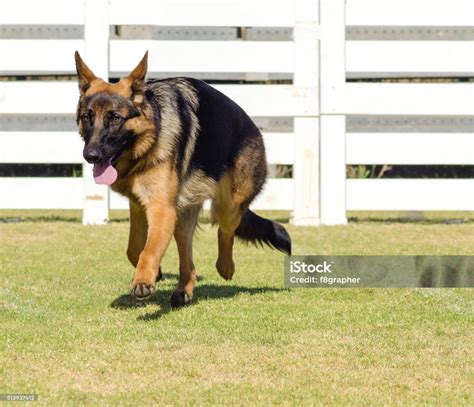  Previous Activity Level German Shepherds like to stay active and require at least an hour of physical exercise per day