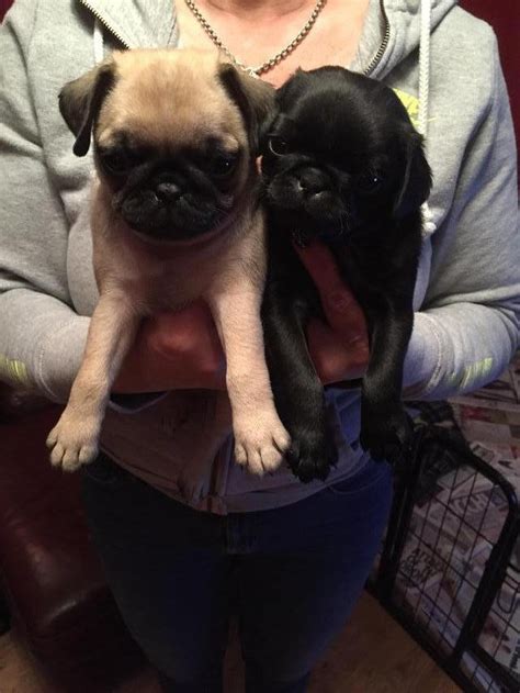  Prices for Pug puppies for sale in Greenville, SC vary by breeder and individual puppy