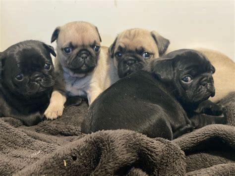  Prices for Pug puppies for sale in Kingsport, TN vary by breeder and individual puppy