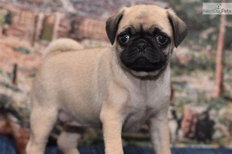  Prices for Pug puppies for sale in Lancaster, PA vary by breeder and individual puppy