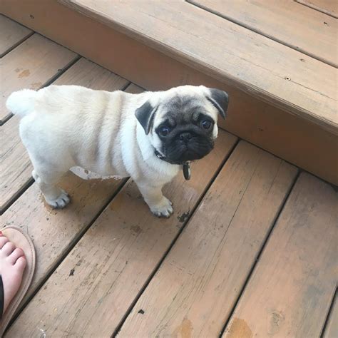  Prices for Pug puppies for sale in Ocala, FL vary by breeder and individual puppy